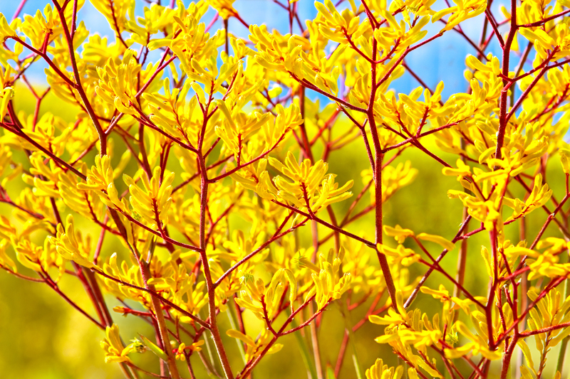 Garden outdoor space