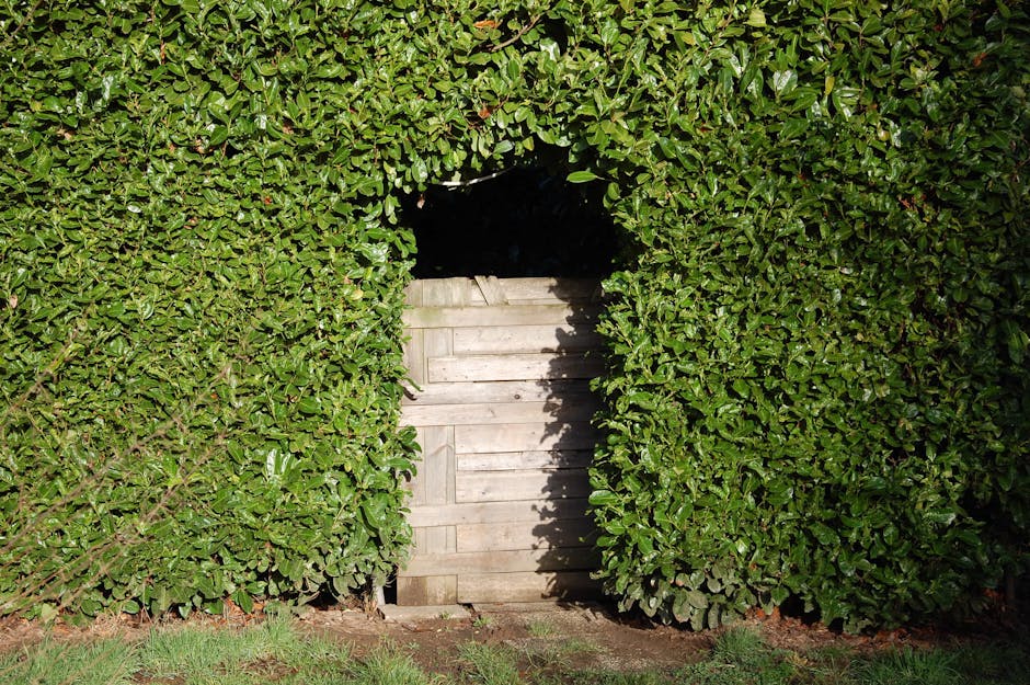 A garden scene featuring a tall, dense hedge made of glossy green leaves, carefully trimmed to create a neat rectangular shape. At the center of the hedge, there is a small wooden shed door with horiz