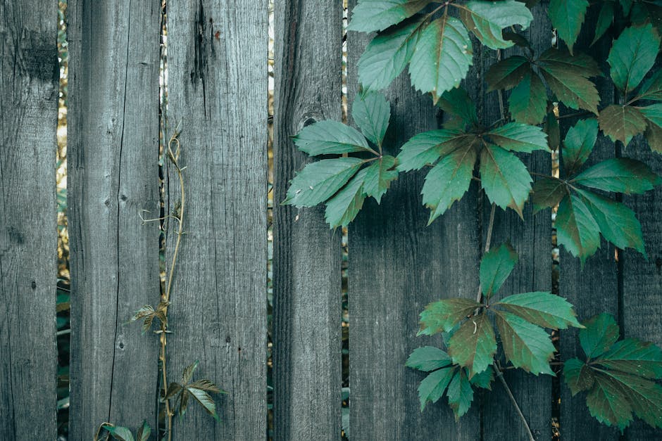 A garden scene featuring a tall, dense hedge made of glossy green leaves, carefully trimmed to create a neat rectangular shape. At the center of the hedge, there is a small wooden shed door with horiz